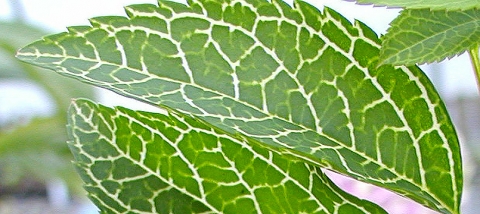 Forsycja zielona (Forsythia viridissima) Kumson
